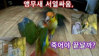 2019 05 30 -앵무새들의 서열전쟁, 코뉴어 네가…