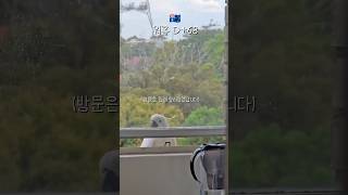 호주 워홀 D+68 | 미친 코카투가 창문을 열었다 #멜버른 #시드니 #브리즈번 #퍼스