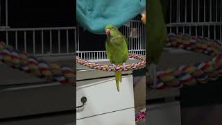 #목도리앵무#말이 트이기시작하는,보리 #사랑해