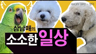 별이네 집 삼남매의 소소한 일상 / 귀요미 3인방의 별…