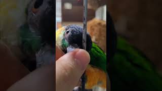 검은머리 카이큐 앵무새 #parrot