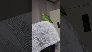 아마존앵무새 말하고 놀아주기