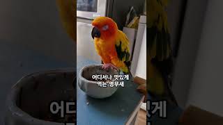 써니는 정말 맛있게 먹어!~ #썬코뉴어 #parrot …