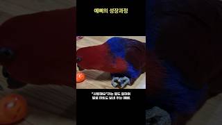 예삐의 성장과정  #shorts #birds #parr…