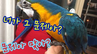 첫번째 의뢰. 청금강 입질 때문에 만질수가 없어요. 어떤 아이지?