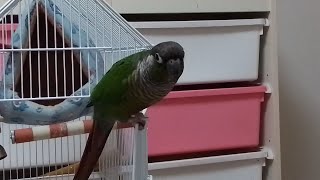 기아타이거즈 팬(NO56.오선우)이 된 애기 (코뉴어)