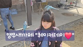 퀘이커데이 가평아마조나 다녀온날~ #앵무새사랑이 #퀘이커앵무 #quakerparrot
