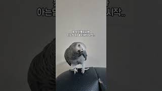 아는 단어 총출동하는 앵무새ㅋㅋ 진짜 웃김 / 회색앵무 랄라 / #shorts