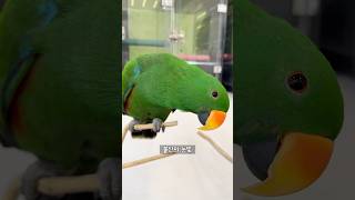 앵무새 사랑고백 거절했더니.. 반응ㅋㅋ