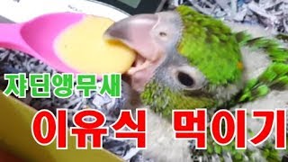 이유식 더 달라고 징징대는 쟈딘앵무새 jardine's…