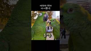 봤어? 대답도 잘해요 #아랑이 #아마존앵무새 #대화하는앵무새