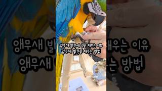 앵무새 다리에 링을 다는 이유 발목링 하는 방법 #앵무…