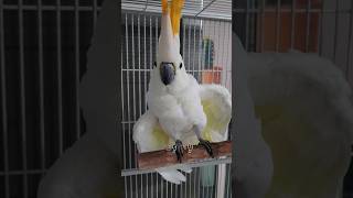 살구가 좋아하는 랜덤 게임 / #시트론코카투 의 APT. / parrot dancing / #shorts