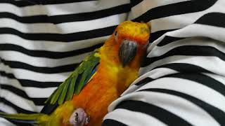 (Clip) 썬코뉴어 눕방 ㅎ