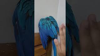 루카의 까꿍 #청금강 #청금강앵무새 #마카우 #parrot #macaw #앵무새 #동물 #반려동물 #애완동물 #animal #루카 #산책