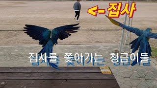 집사를 쫓아가는 청금강앵무새