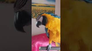 인사하는 루카 #앵무새 #parrot #청금강