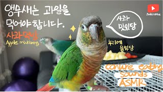 사과먹는 코뉴어 앵무새 Cute green cheek conure parrot eating apple ASMR