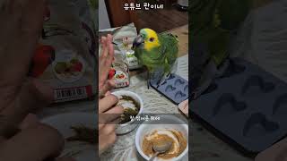 [수리] 앵무새 영양갱 만들기 / #말하는앵무새 #아마존앵무 #앵무새키우기
