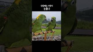 앵무새 유치한 말싸움 #아랑이 #아마존앵무새 #parrot