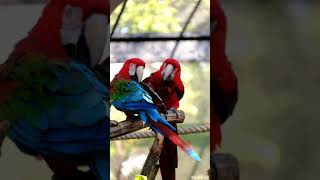 에버랜드 앵무새집 홍금강앵무  / Everland Pa…