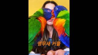 재회한 앵무새 커플이 너무 사랑스러워요 #animals…
