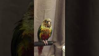 개운하게 목욕한 소망이(코뉴어)