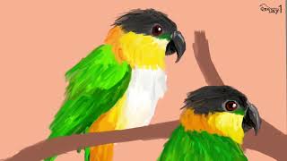 Black headed parrot 검은머리 흰배앵무 그리기