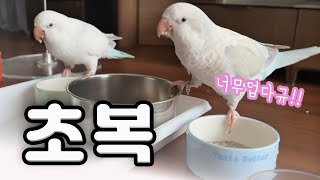 초복!! 무더운 여름!! 앵무새와 함께 건강챙기기!!