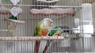 [앵무파파] 노래 따라부르는 파인애플코뉴어 코니 [2019.06.12]