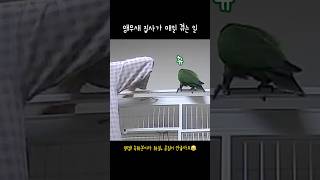 [지구] 앵무새 집사가 매일 겪는 일 / 은근히 눈치주…