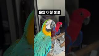 흔한 아침 풍경 #앵무새 #반려조 #새 #반려동물 #대…