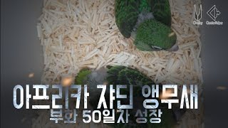 50일 쟈딘앵무새
