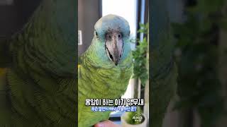 옹알이하는 아기 앵무새  #shorts #alpacaworld