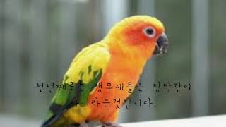 앵무새 키우기 전에 꼭 알아야할 몇가지