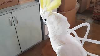 [앵무파파] 말을 잘하는 유황앵무(코카투) 앵무새 [2018.04.28]