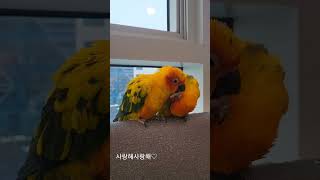 사이좋은 썬코뉴어 앵무새