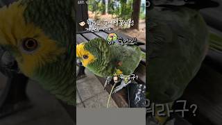 [수리] 전화받는 앵무새 / 심부름 가기 싫다고 핑계대…