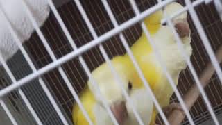 루티노 퀘이커 (Lutino quaker)