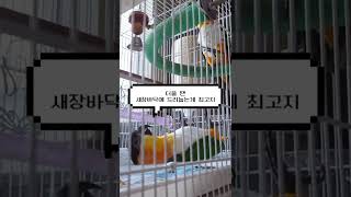 앵무새의 눕방 #shorts #parrot #caiqu…