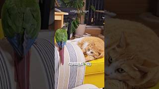 고양이의 탐조생활 #앵무새 #코뉴어 #고양이 #고양이브이로그