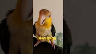 카이큐앵무새 아코 #shorts