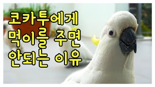 코카투에게 먹이를 주면 안되는 이유 (4K)