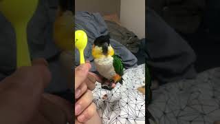 マラカスは気になるけどとにかく眠そうなだしまき[ズグロシロハラインコ-black headed caique-] #Shorts