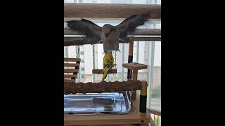 [퀘이커 앵무] 제목없음 #parrot #budgeri…