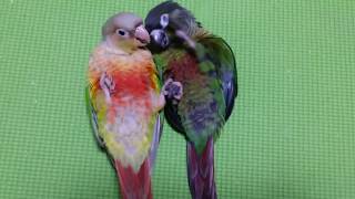 손잡고 뒤집은 코뉴어