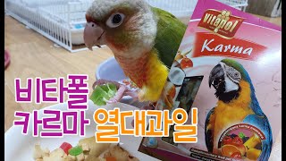 비타폴 카르마 열대과일 리뷰 - 앵무새 간식추천 parrot
