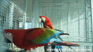 홍금강앵무새 번식조 Green winged macaw …