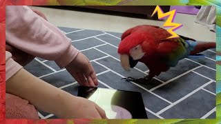 [홍금강 라틴] 선물받은 갤럭시탭을 앵무새한테 자랑했는데 화를냈어요 ㅋㅋㅋ