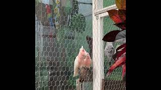 핑크앵무들의 나뭇가지놀이